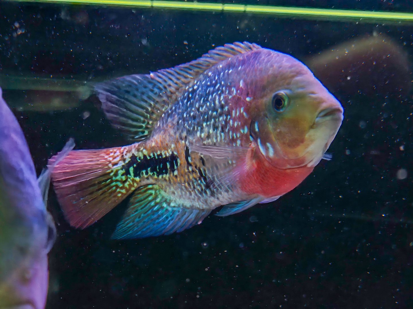 Belize Fire-headed Synspilum (Vieja melanurus "Belize")