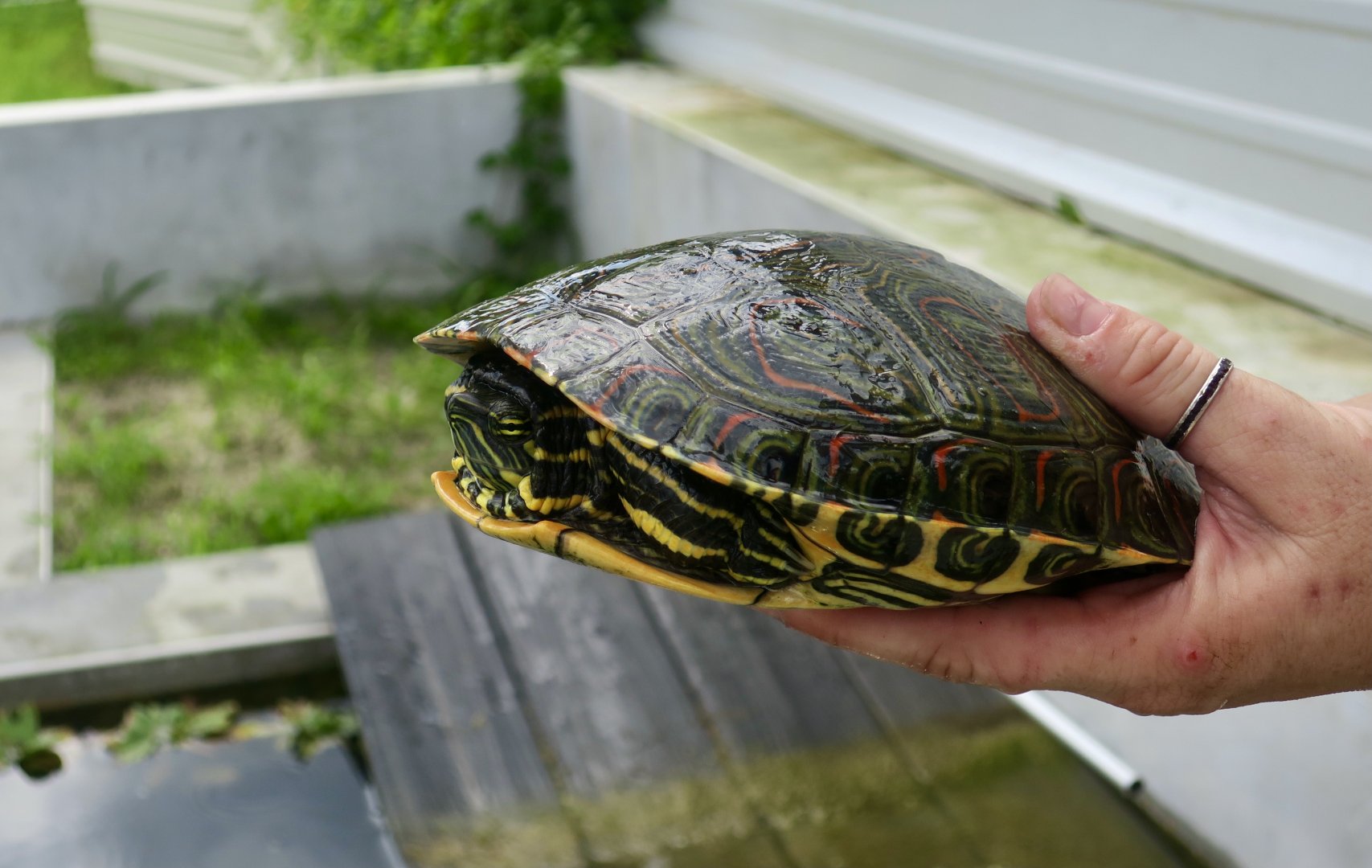 Belize Slider (Trachemys venusta venusta)