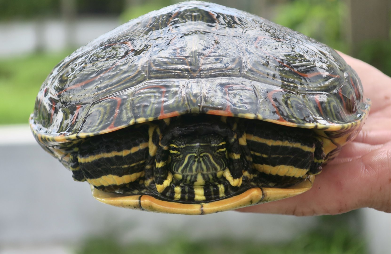 Belize Slider (Trachemys venusta venusta)