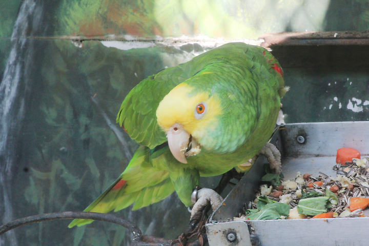 Belize yellow-headed amazon (Amazona oratrix belizensis)