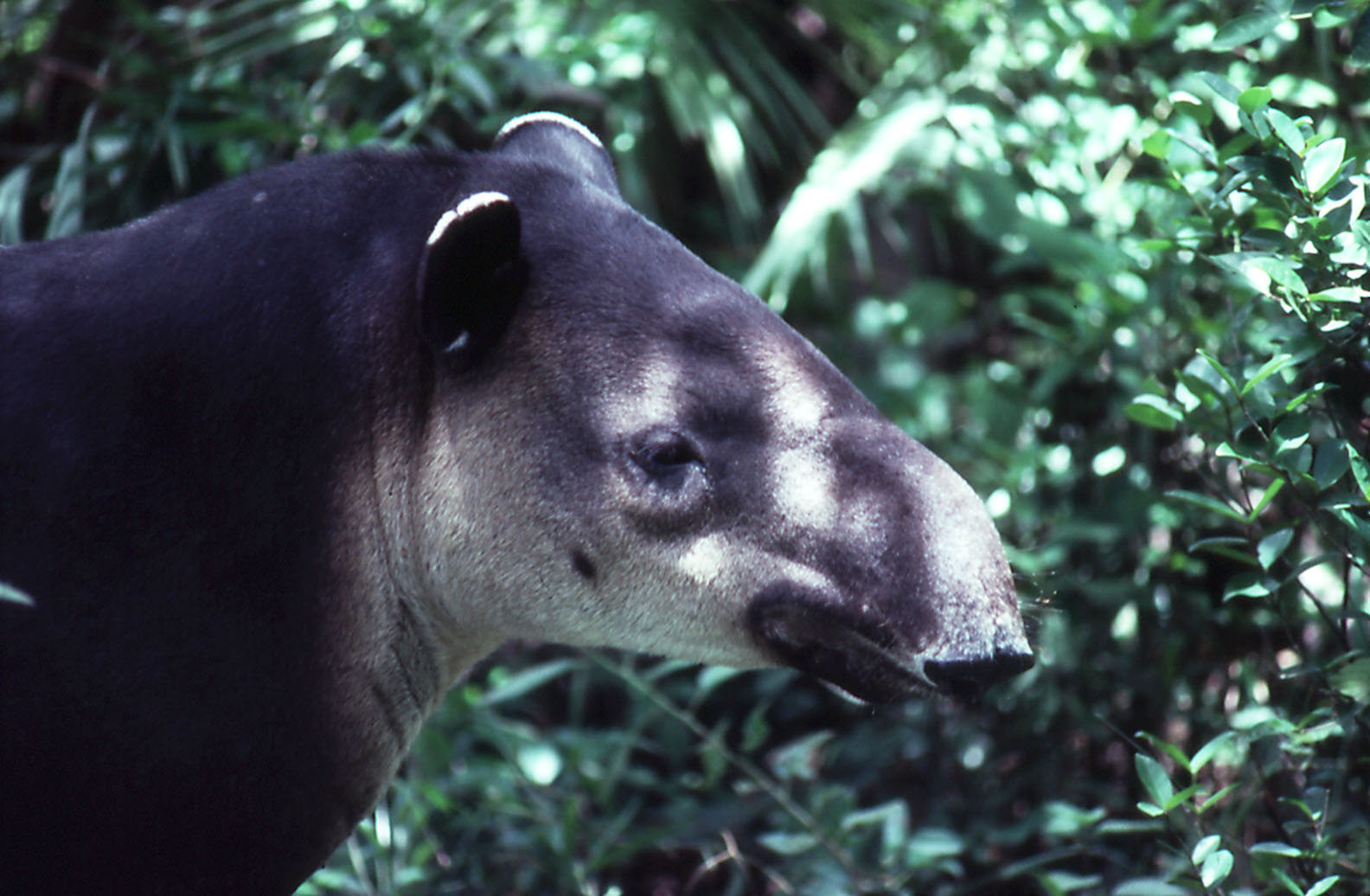 Belize Zoo: April - Baird's Tapir