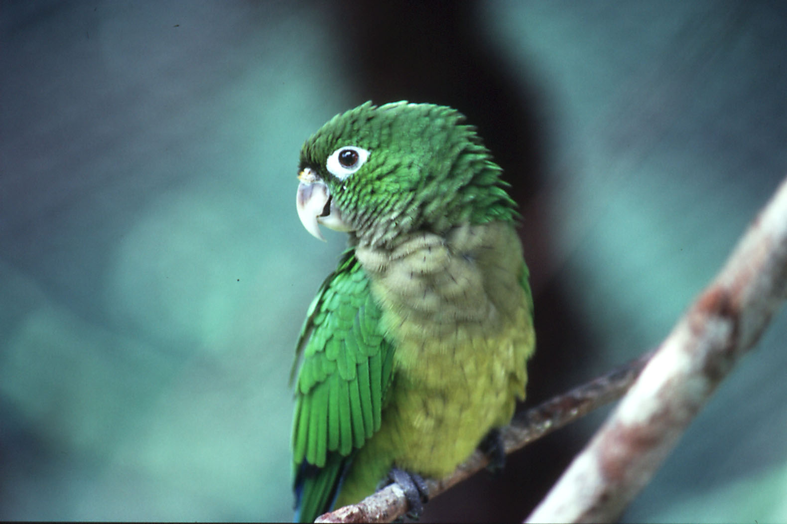Belize Zoo: Aztec Conure