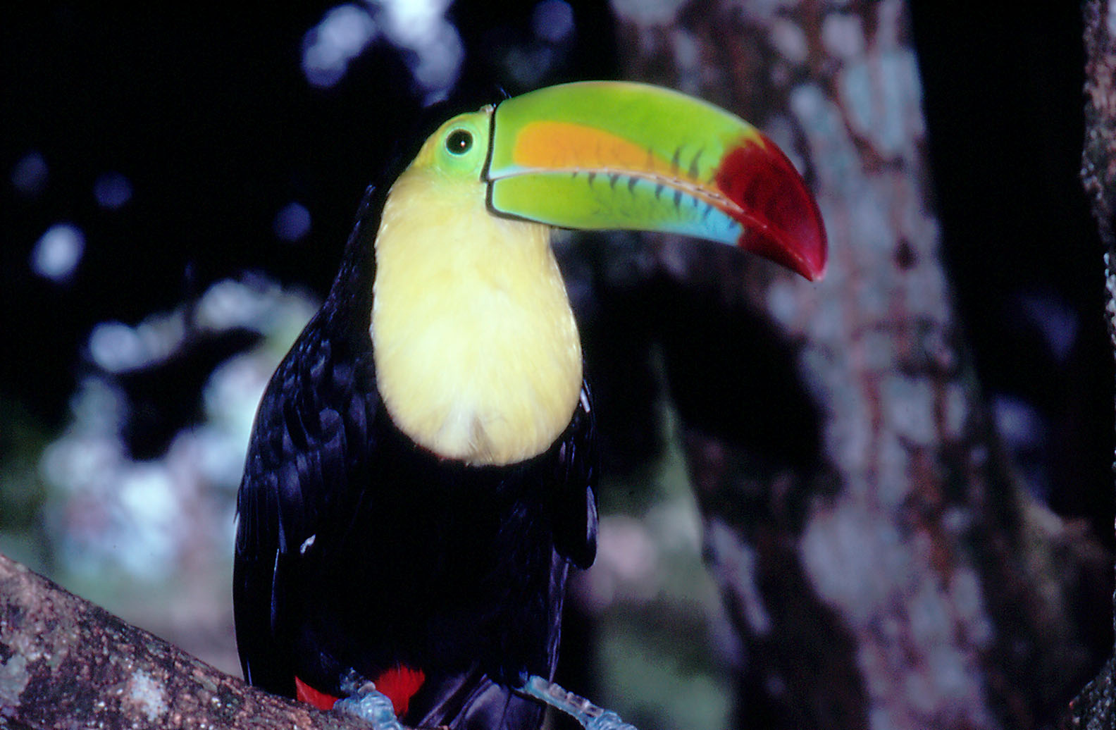 Belize Zoo: Keel-billed Toucan