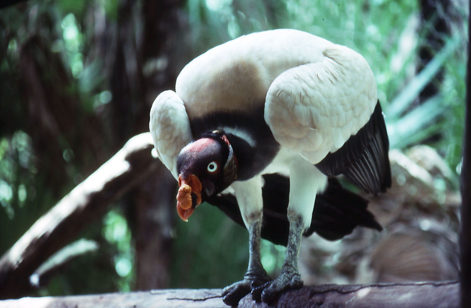 Belize Zoo: King Vulture