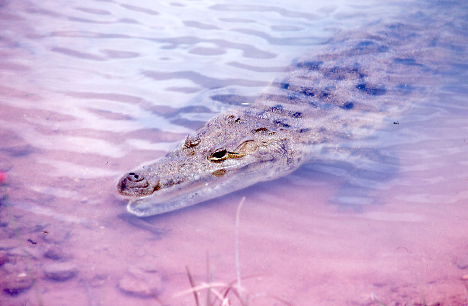 Belize Zoo: Morelet's Crocodile