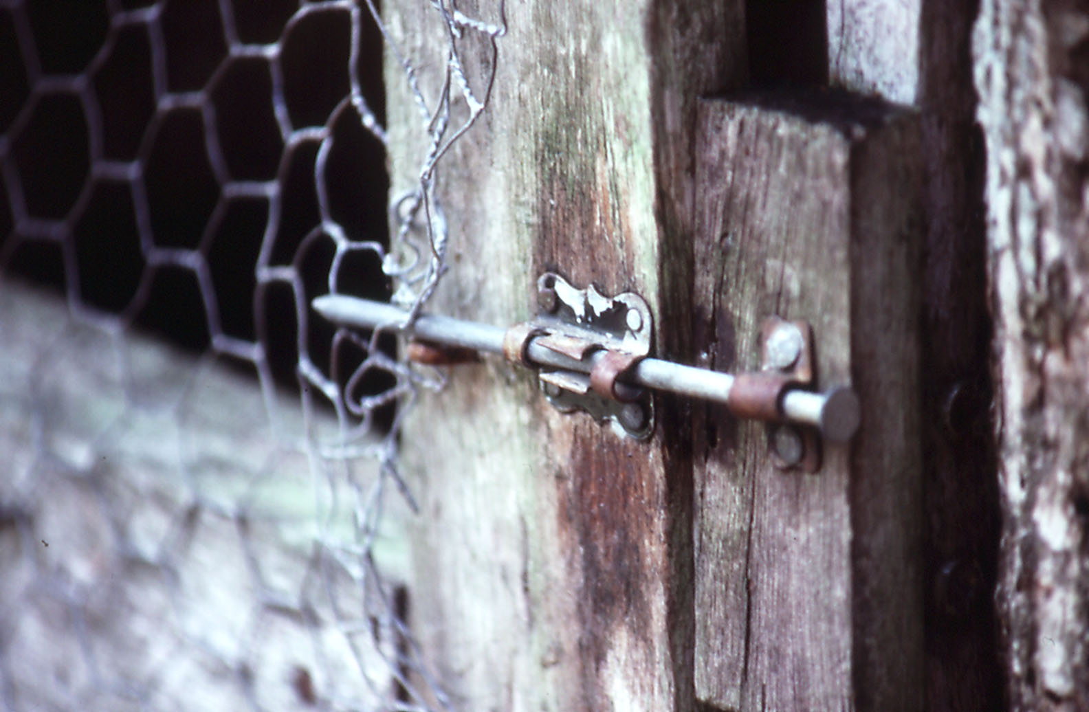 Belize Zoo: Nail securing cage door