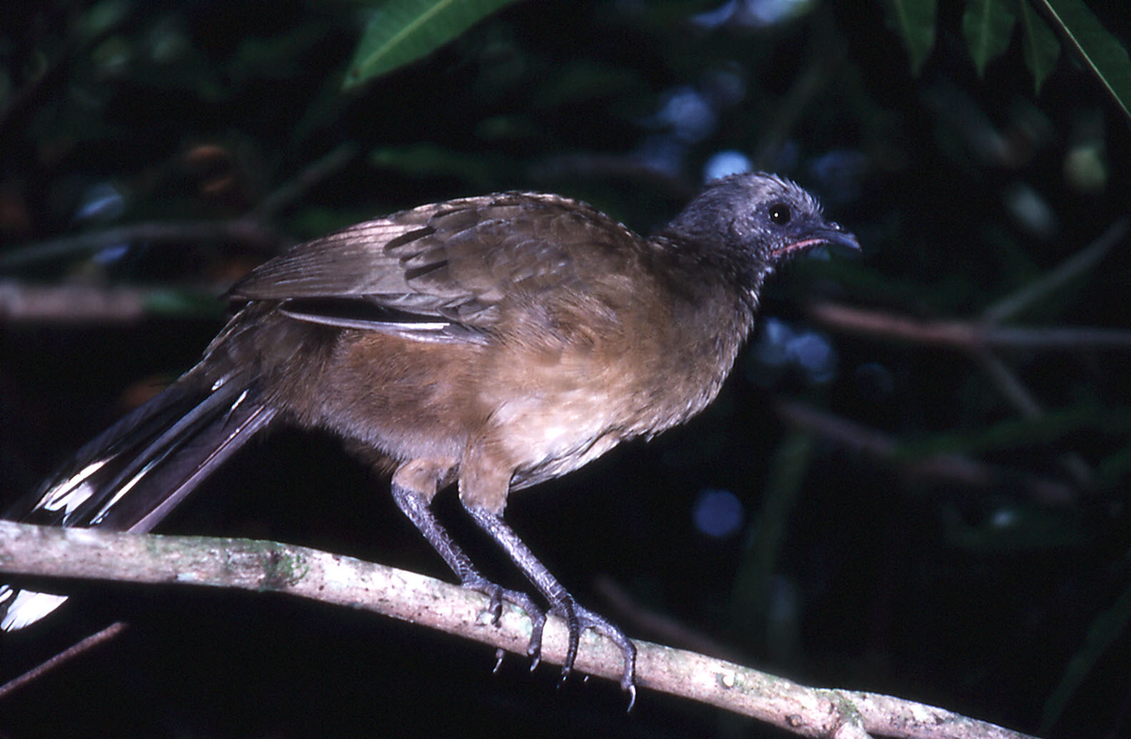 Belize Zoo: Plain Chachalaca