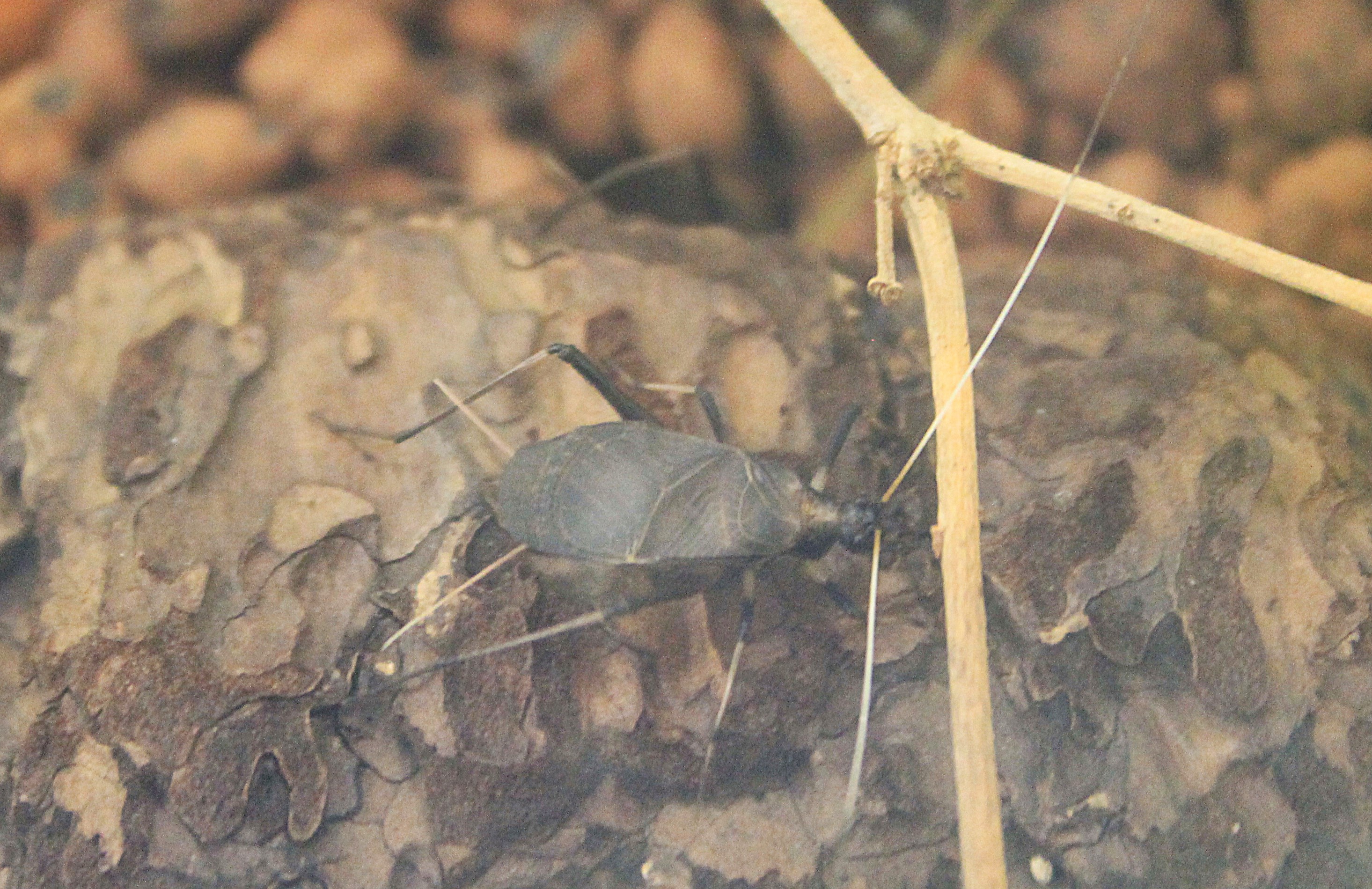 Bell Cricket (Homoeogryllus japonicus)