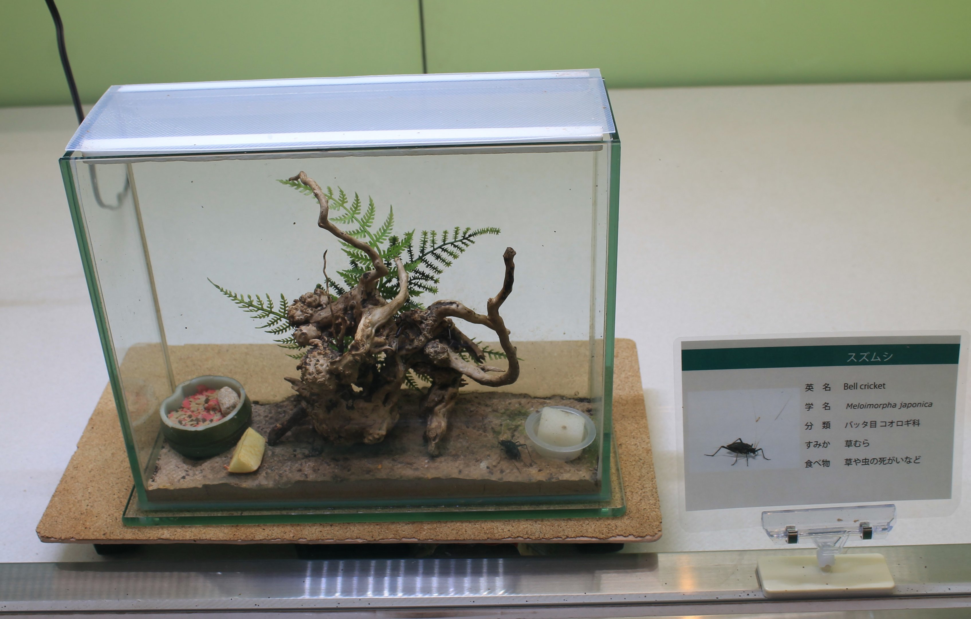 Bell Cricket (Meloimorpha japonica) - Insectarium