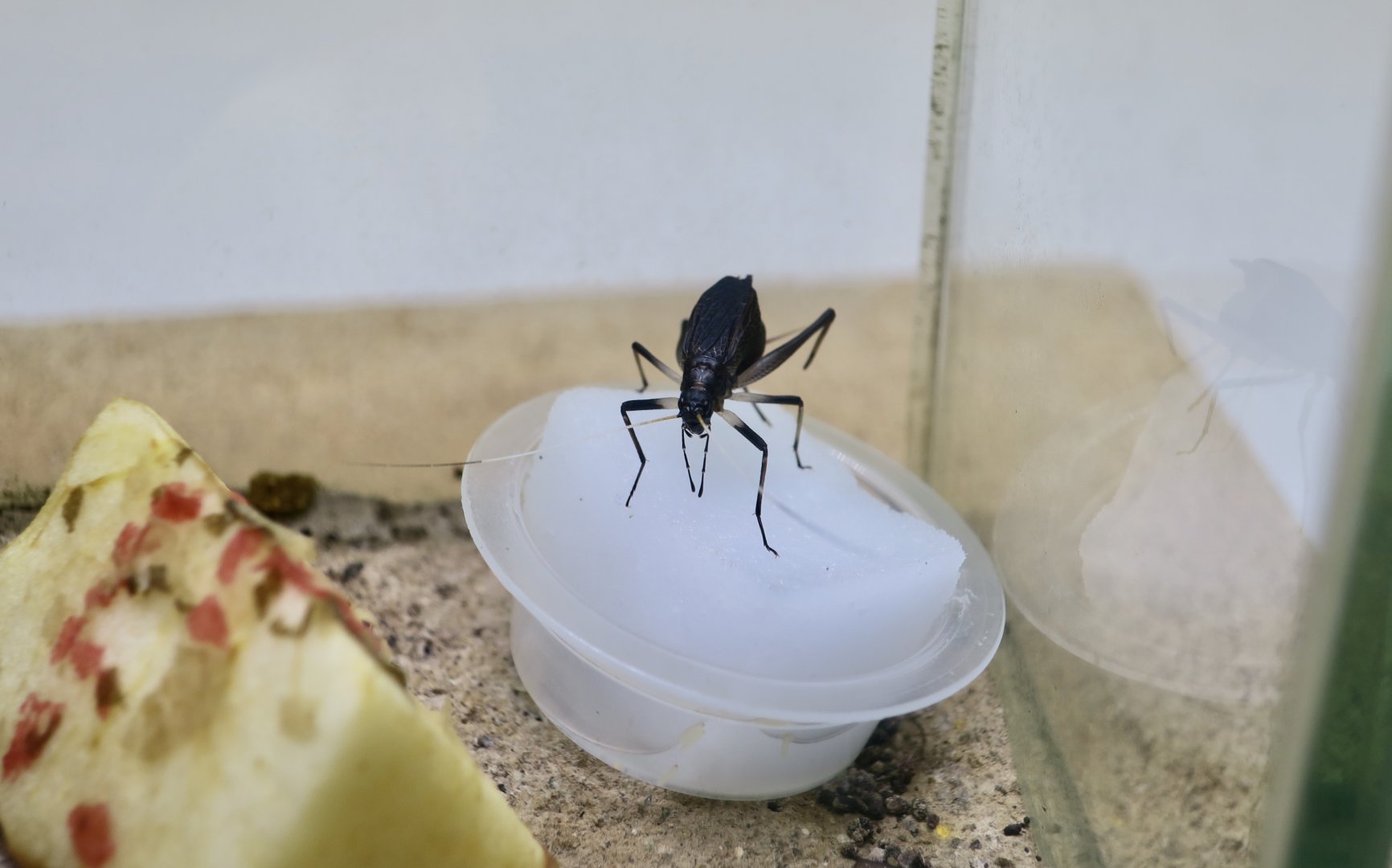 Bell Cricket (Meloimorpha japonica)