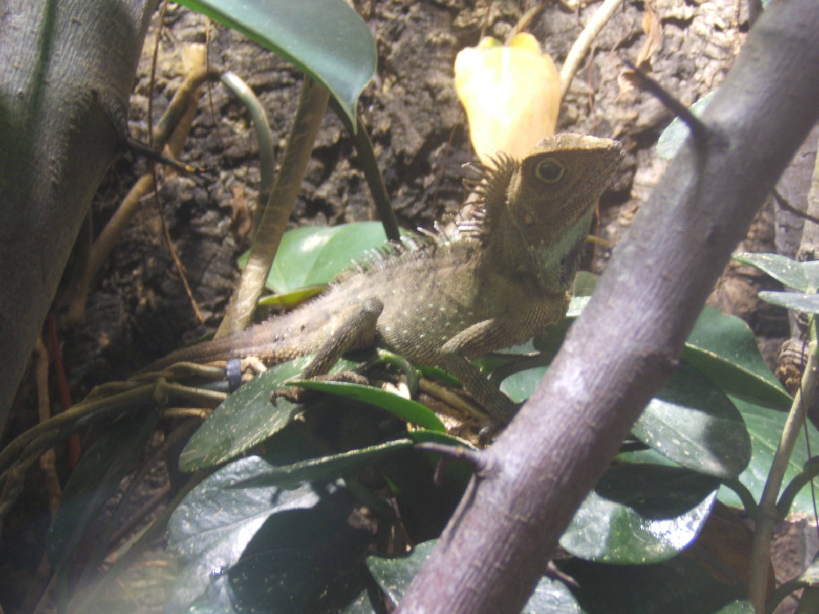 Bell`s Anglehead Lizard