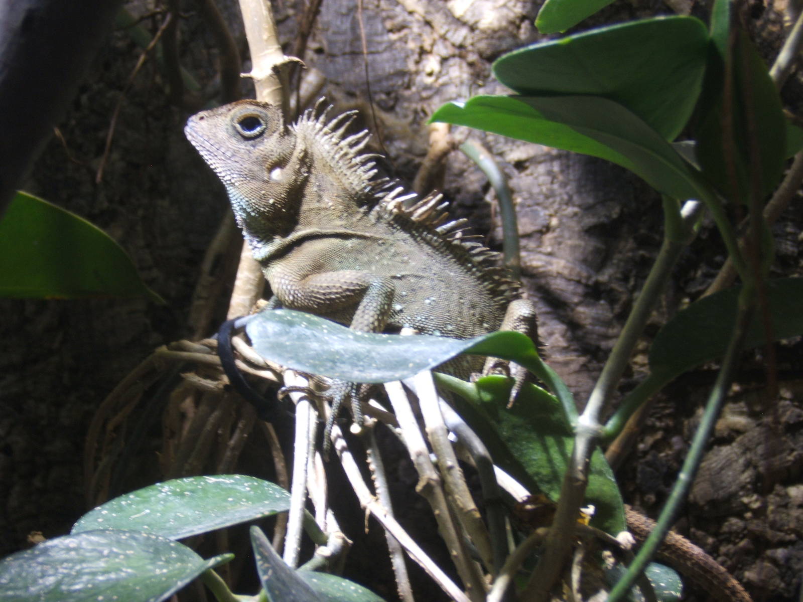 Bell`s Anglehead Lizard