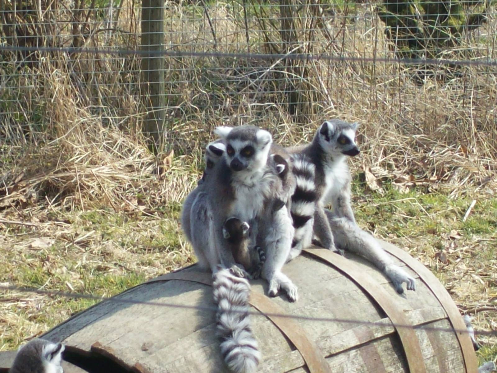 Bella and (one of) her new born young