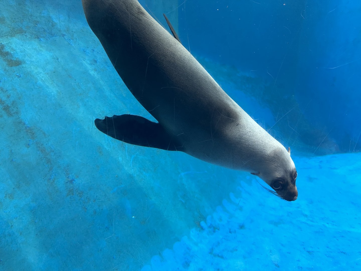 Bella (Australian sea lion)