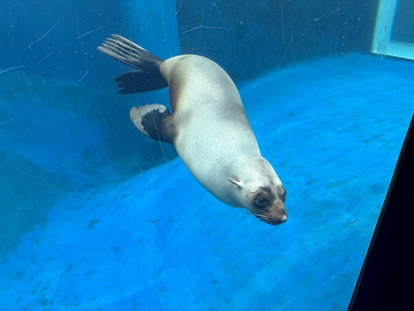 Bella (Australian sea lion)