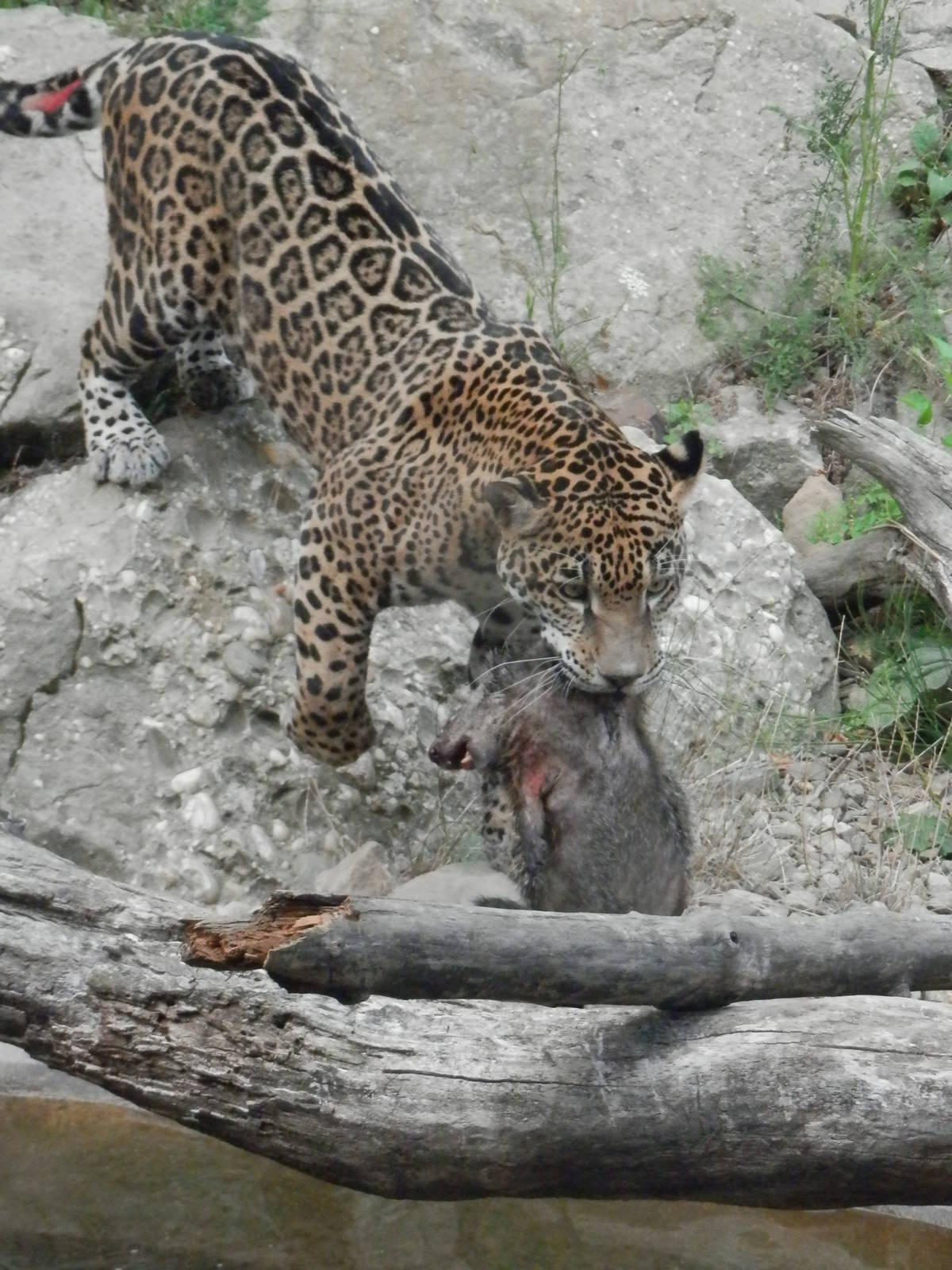 Bella caught herself a groundhog.