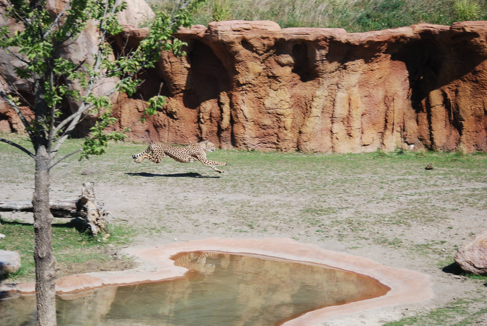 Bella during Cheetah Run - 16 Aug 2014