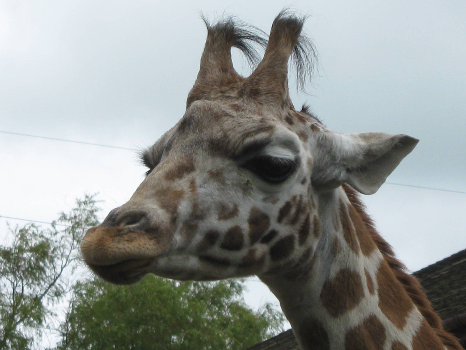 Bella, Giraffe 1.6.10