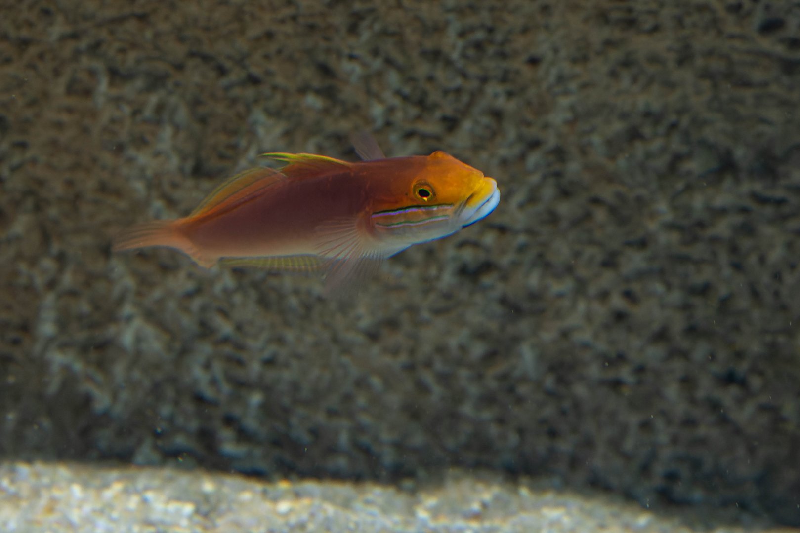 Bella goby (Valenciennea bella) - Haus des Meeres