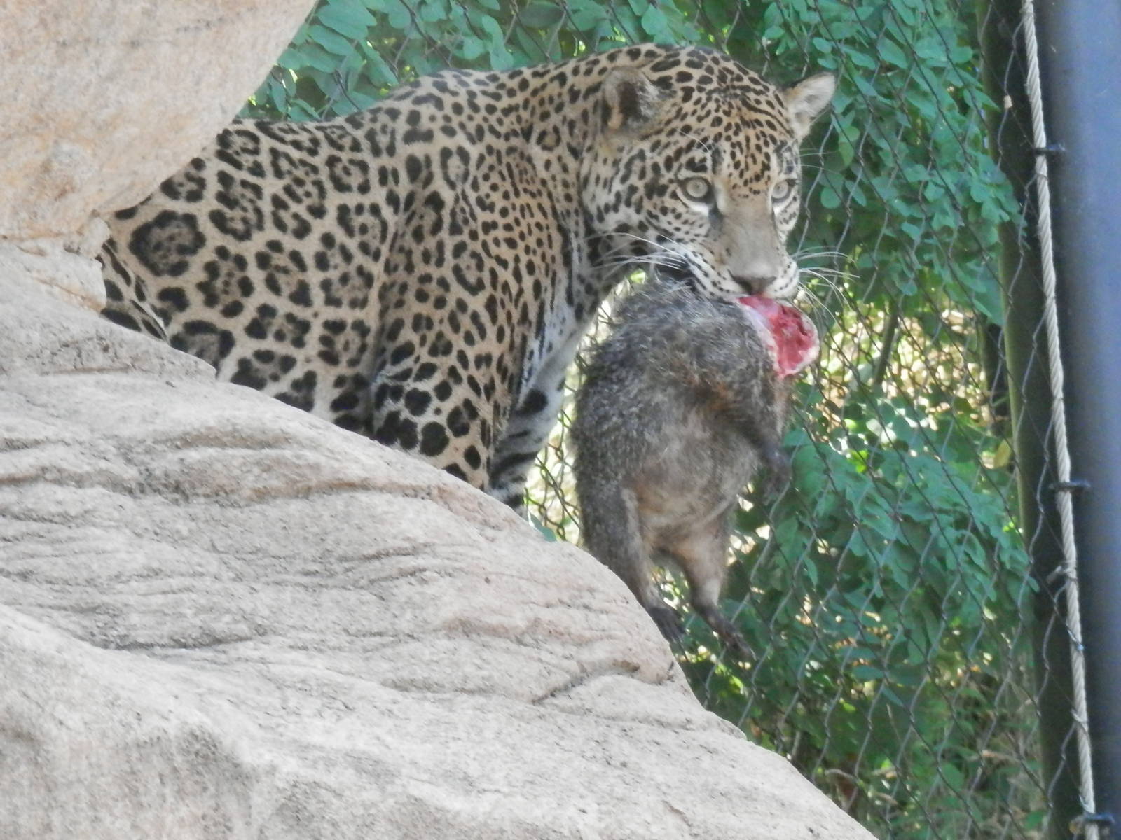 Bella not giving up her new groundhog friend