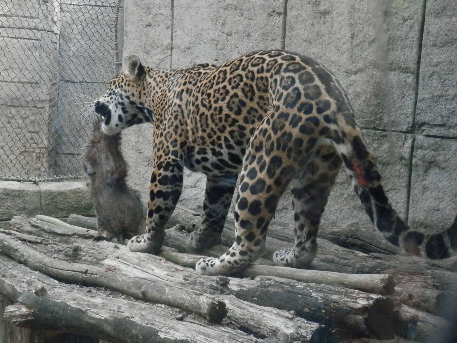 Bella playing with her new groundhog friend