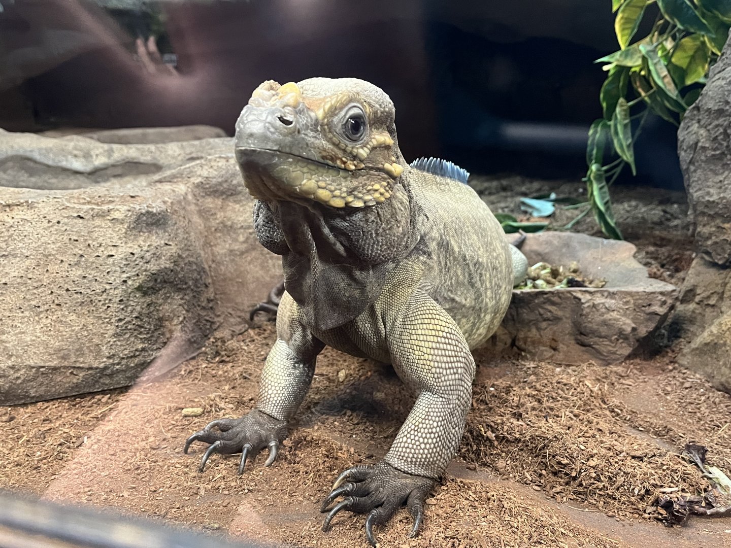 Bella, Rhinoceros Iguana