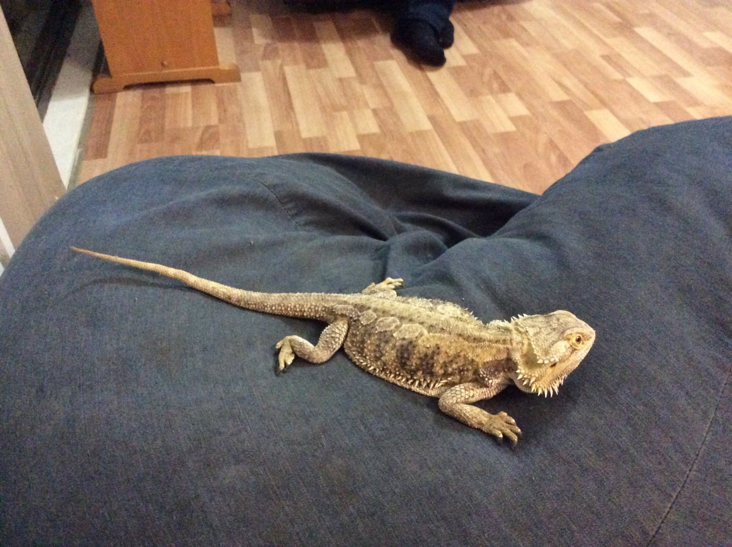 Bella the bearded dragon the first reptile I ever
