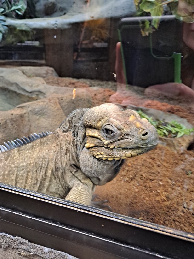 Bella the Rhinoceros Iguana (11/14/24)