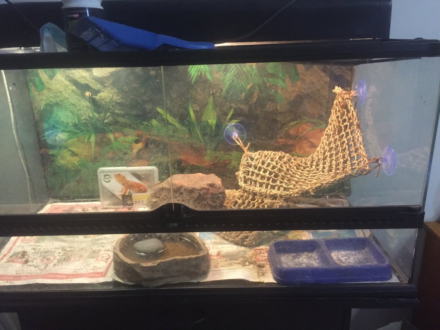 Bella’s new cage decoration