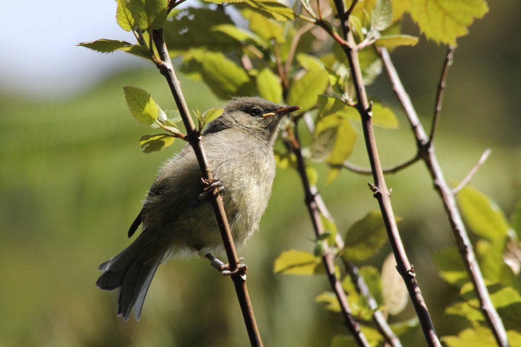 Bellbird (Anthornis melanura melanura), immature