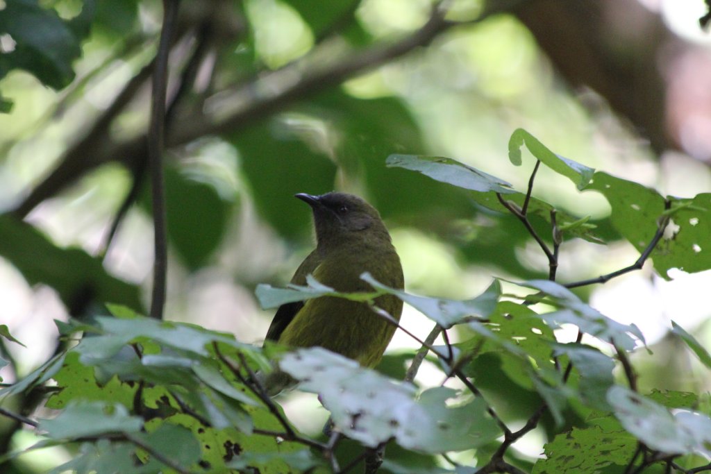 Bellbird (Anthornis melanura melanura), male