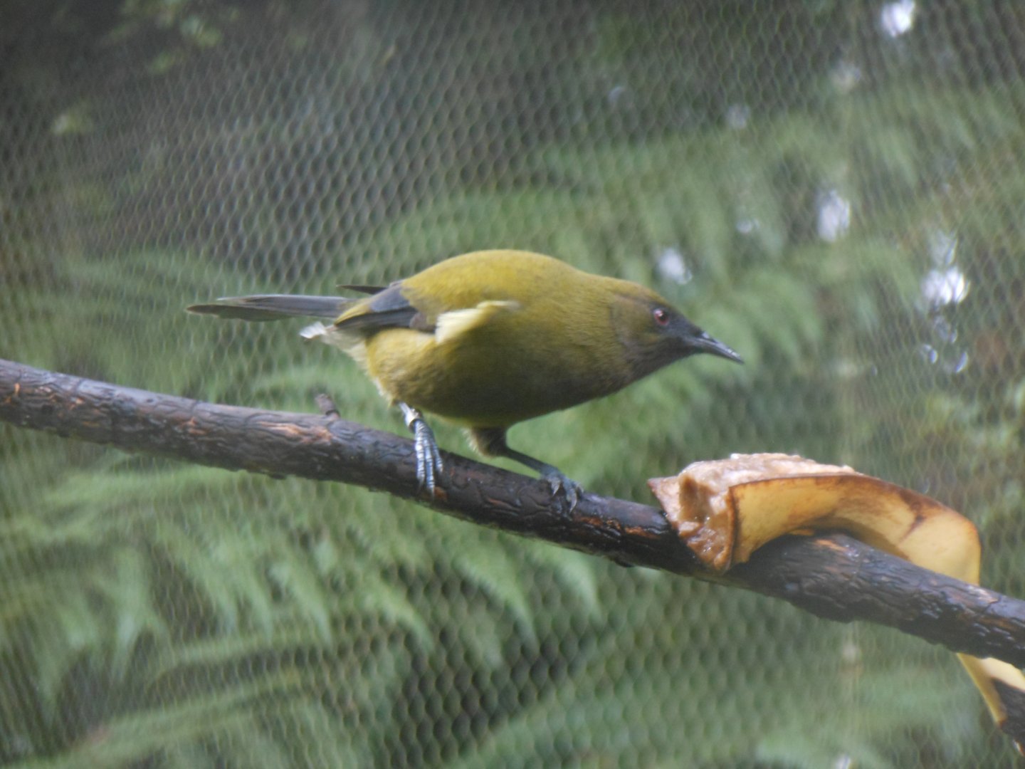 Bellbird (Anthornis melanura)