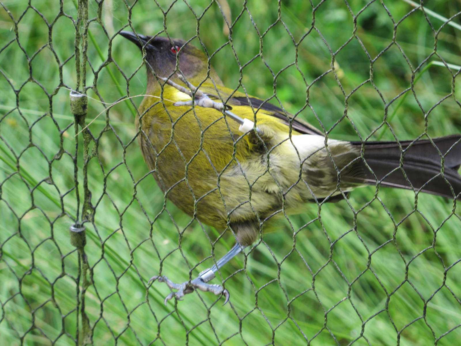 Bellbird - Otorohanga Kiwi House Dec 2012