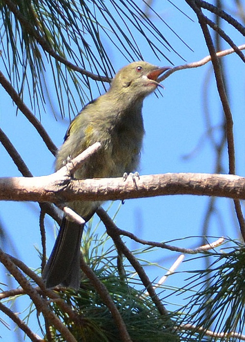Bellbird