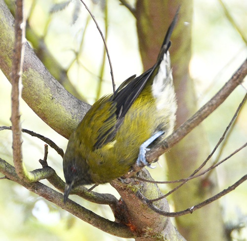 Bellbird
