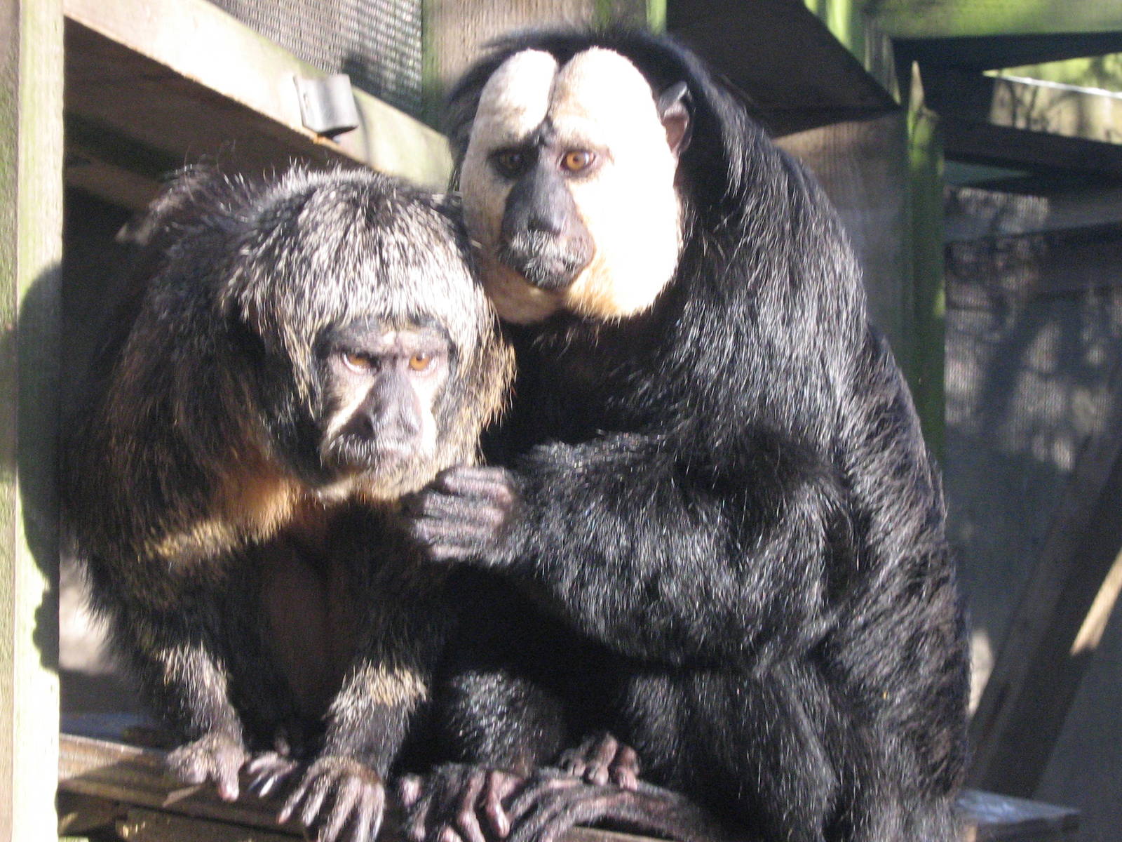 Belle and Dexter White Face Saki's