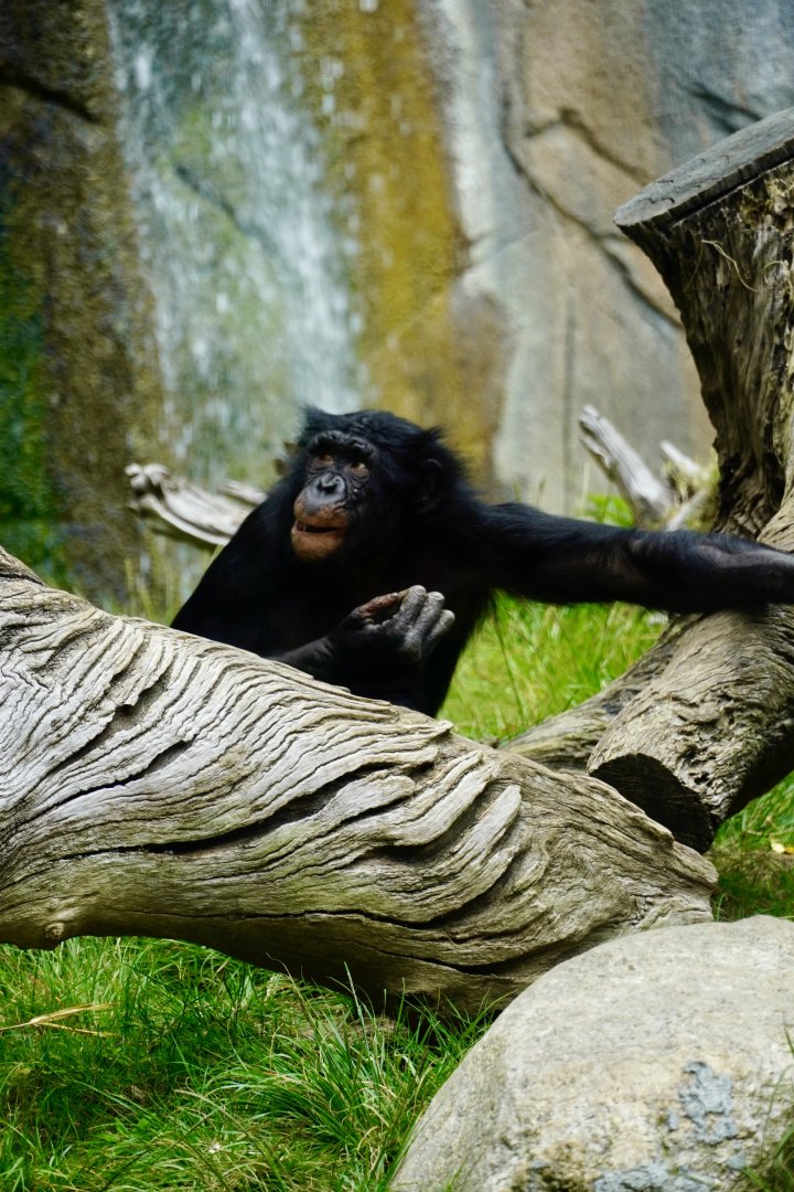 Belle Bonobo