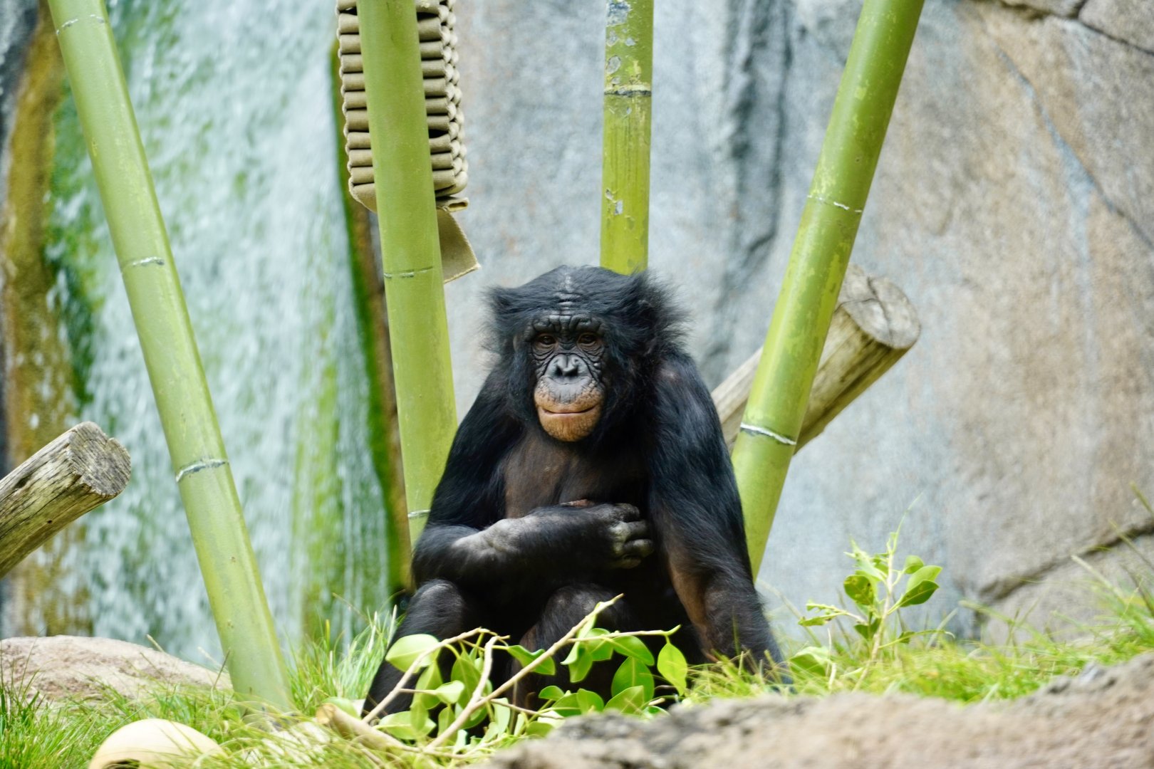 Belle Bonobo