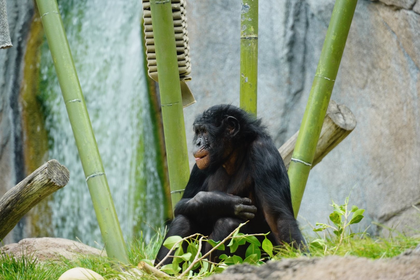 Belle Bonobo