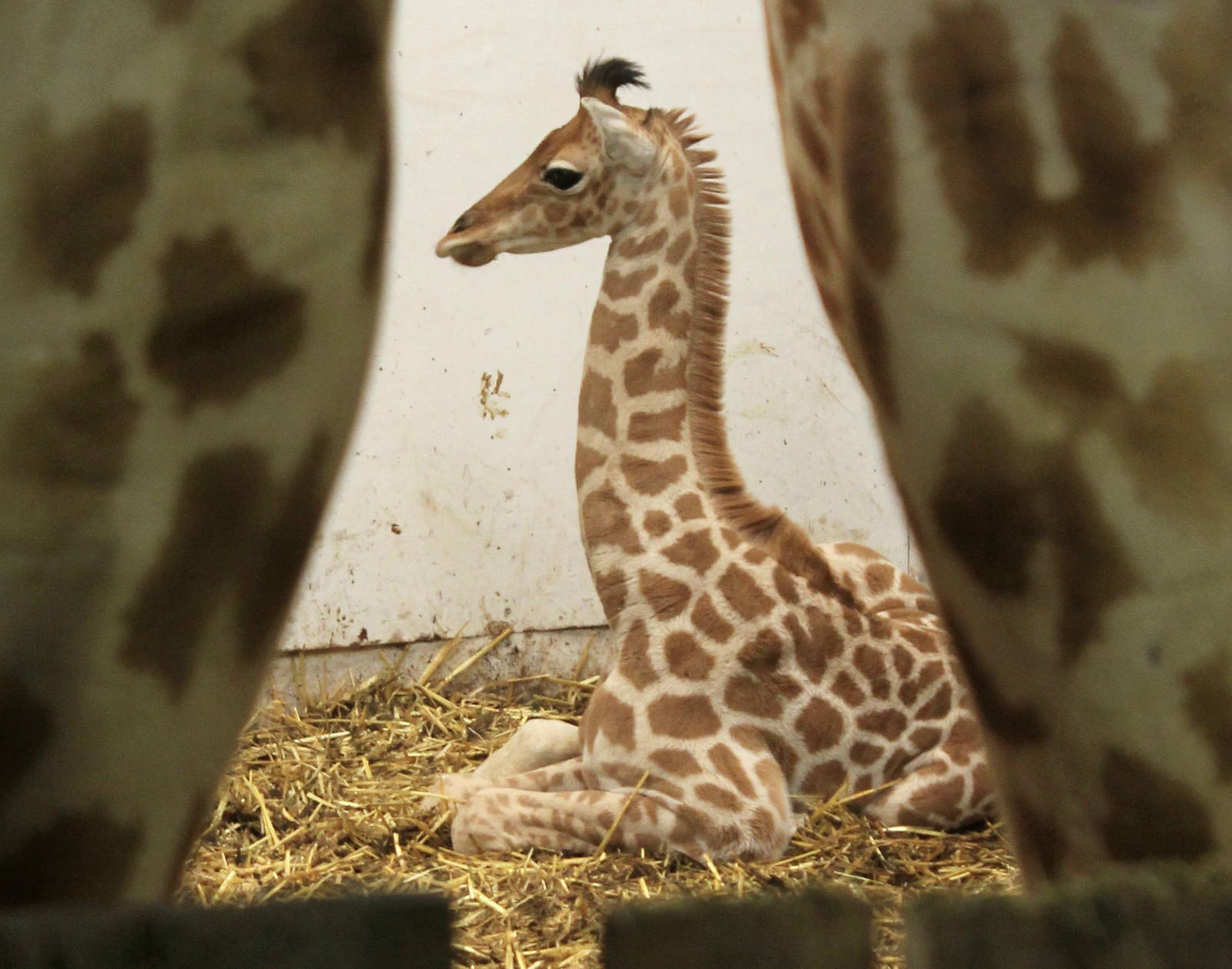 Belle framed by 2 Adult Giraffes