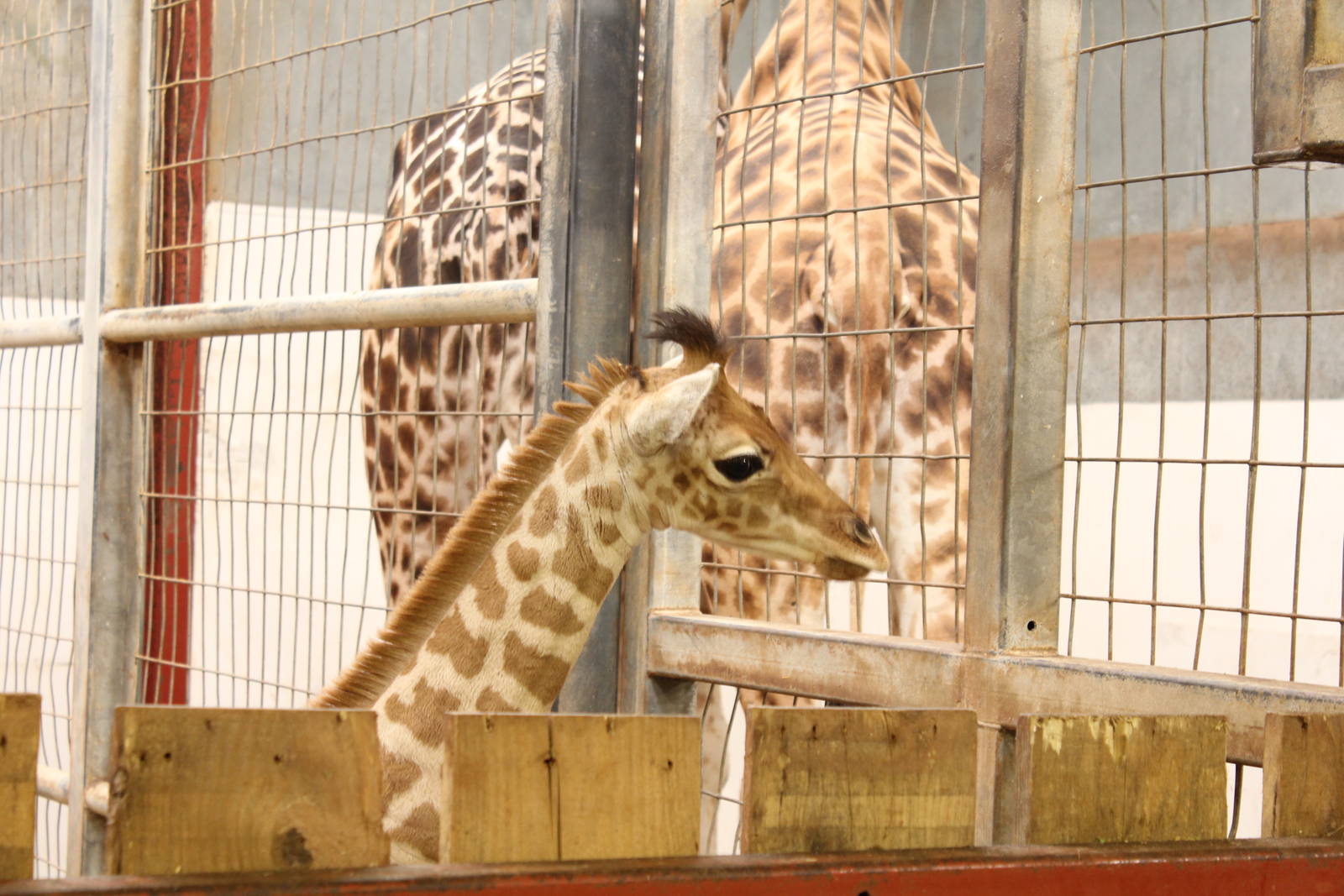 Belle indoors on 1-4-14