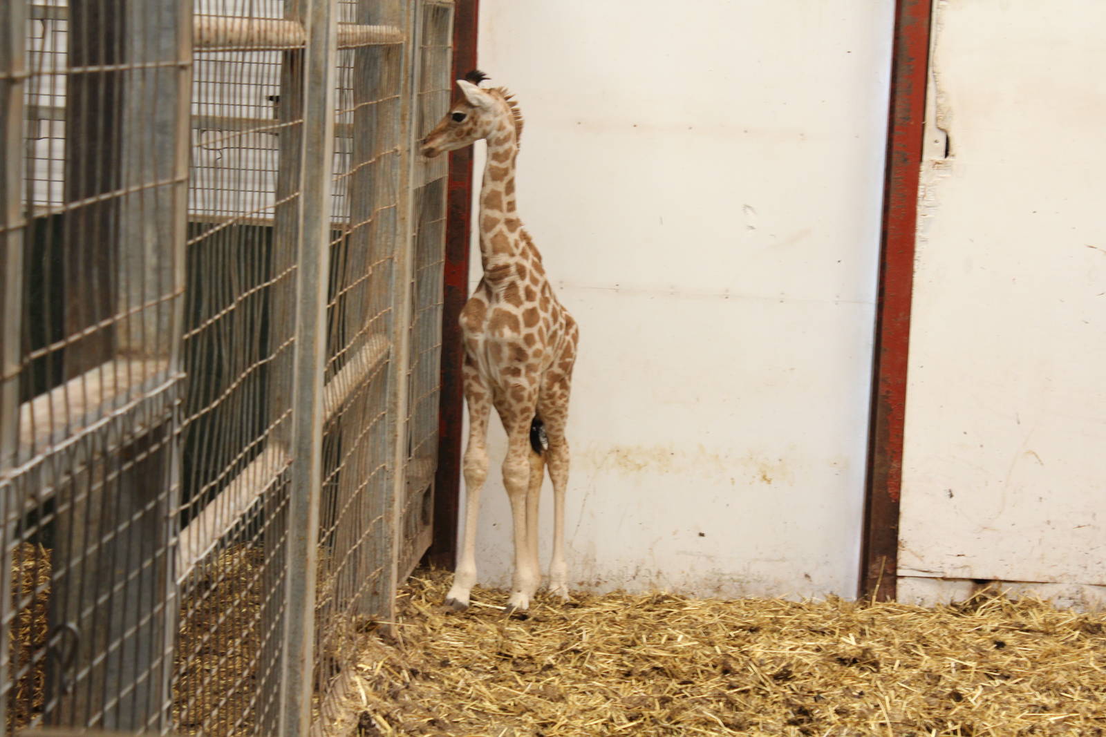 Belle stood up. 1-4-14