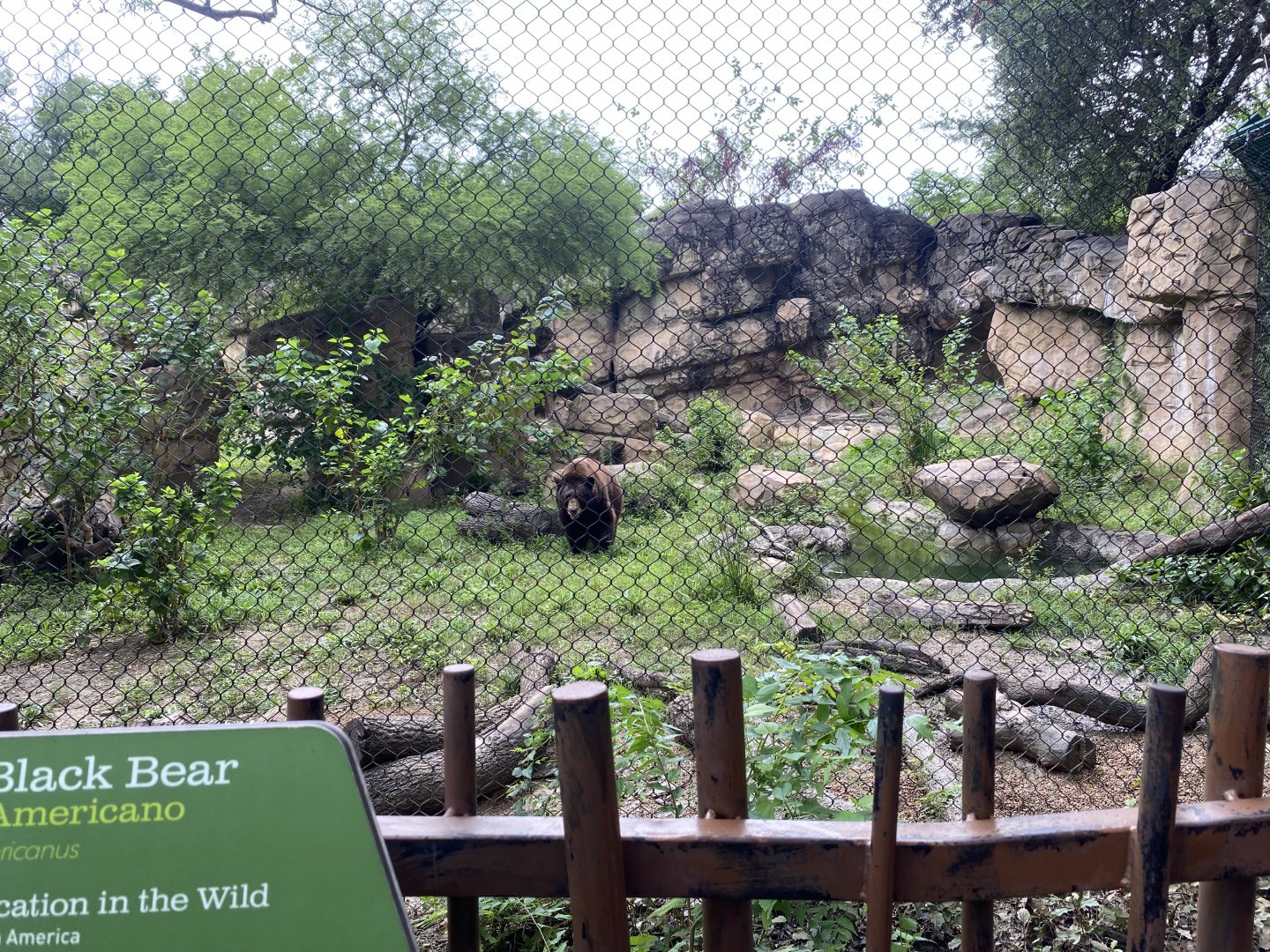 Belle the Black Bear