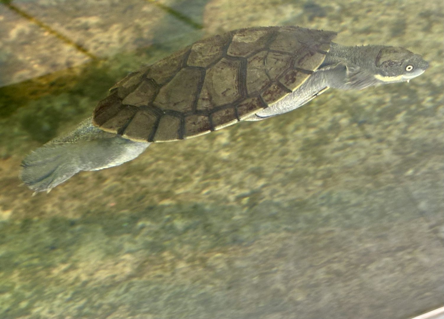 Bellinger River snapping turtle (Myuchelys georgesi)