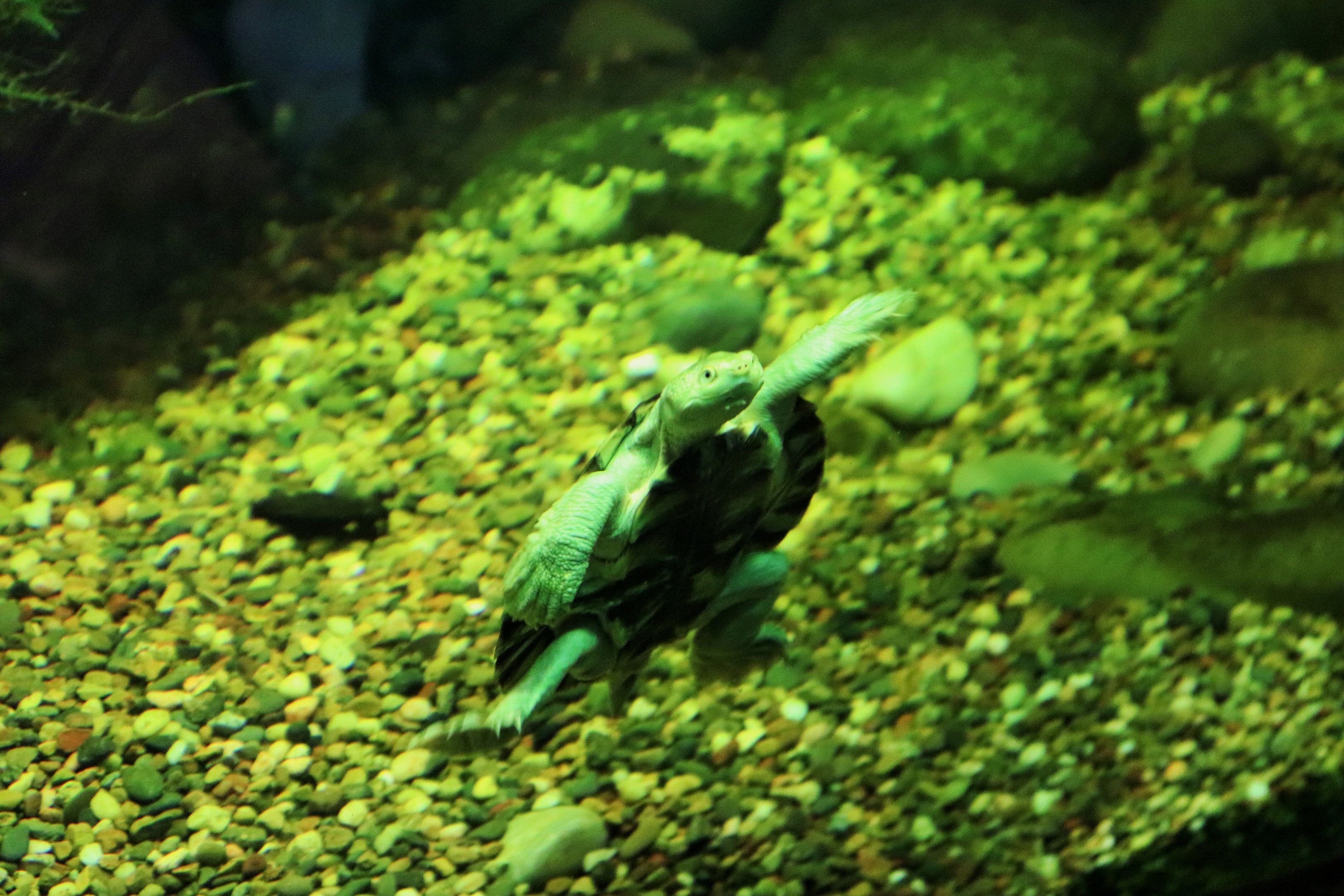 Bellinger River Turtle (Myuchelys georgesi)