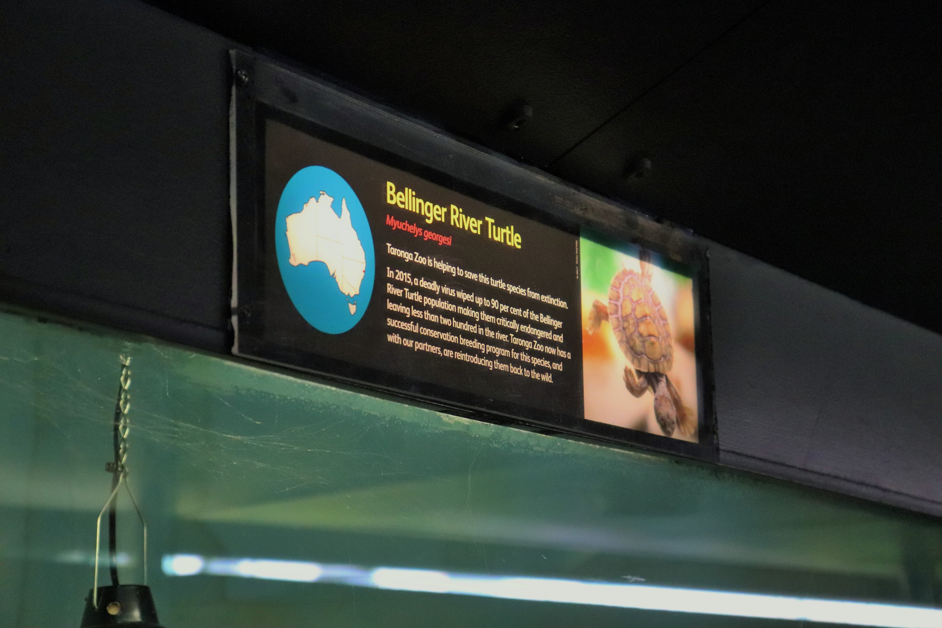 Bellinger River Turtle Sign