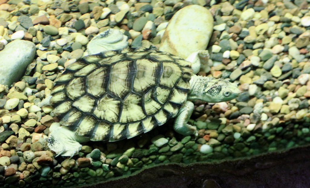 Bellinger River Turtle