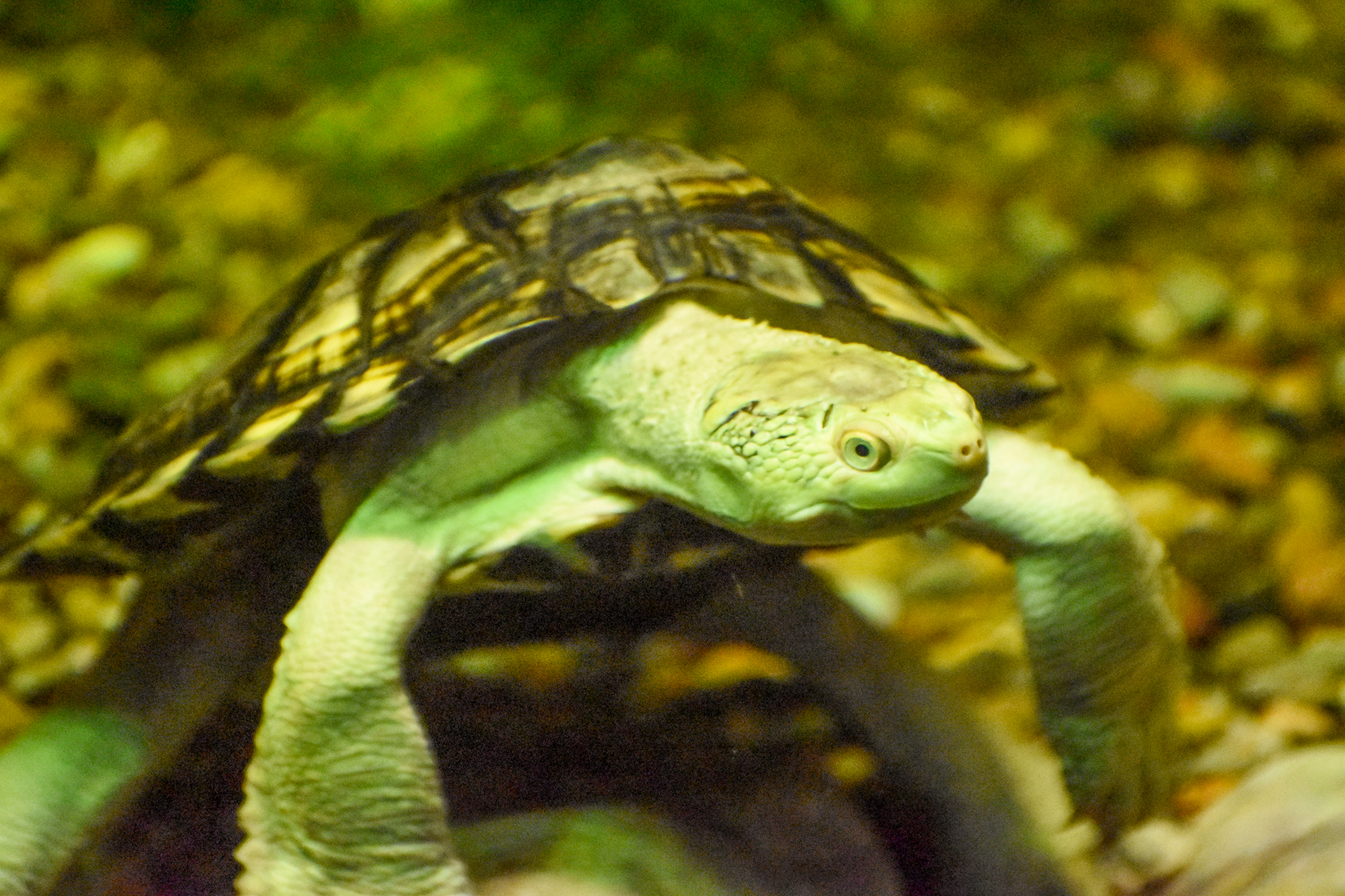 Bellinger River Turtle