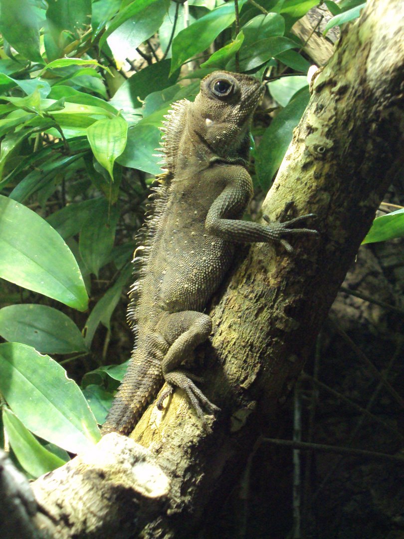 Bell's Angle-headed Lizard 01/01/2020