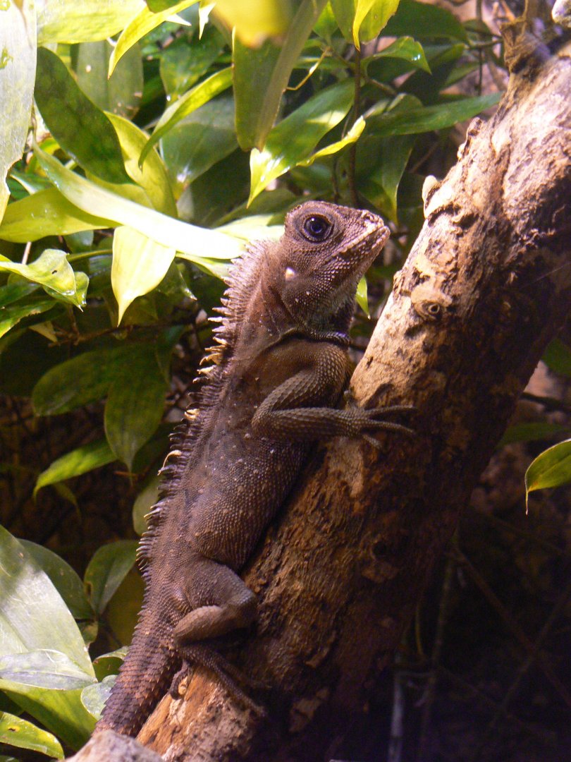 Bell's Anglehead Lizard - 27 October 2019